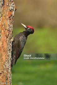 Attēlu rezultāti vaicājumam “Dryocopus martius”