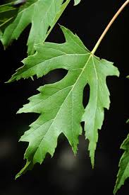 Attēlu rezultāti vaicājumam “Acer saccharinum leaf”