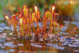 Attēlu rezultāti vaicājumam “Drosera anglica”