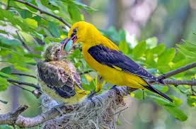 Attēlu rezultāti vaicājumam “Oriolus oriolus male”