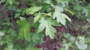 Attēlu rezultāti vaicājumam “Acer campestre leaf”