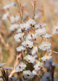 Attēlu rezultāti vaicājumam “Astragalus glycyphyllos flower”