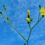 Attēlu rezultāti vaicājumam “Hieracium laevigatum”