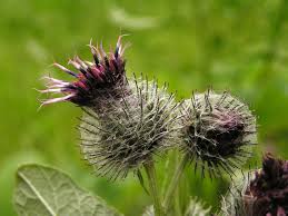 Attēlu rezultāti vaicājumam “Arctium tomentosum”