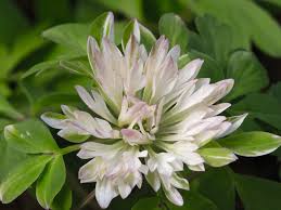 Attēlu rezultāti vaicājumam “Anemone nemorosa bud”
