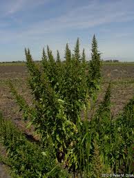 Attēlu rezultāti vaicājumam “Chenopodium rubrum leaf”