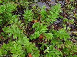 Image result for Potentilla anserina