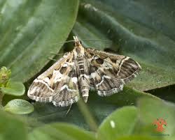 Attēlu rezultāti vaicājumam “Diasemia reticularis”