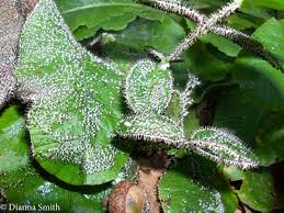 Attēlu rezultāti vaicājumam “Diachea leucopodia”