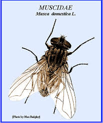 Attēlu rezultāti vaicājumam “Musca domestica”