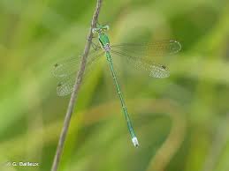 Attēlu rezultāti vaicājumam “Lestes virens”