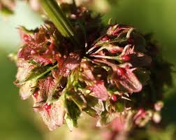 Attēlu rezultāti vaicājumam “Rumex obtusifolius flower”