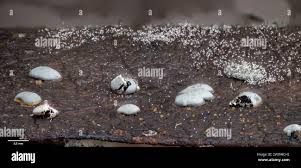 Attēlu rezultāti vaicājumam “Diderma effusum spores”