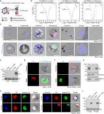 Attēlu rezultāti vaicājumam “Enteridium olivaceum plasmodium”