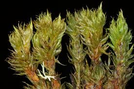 Attēlu rezultāti vaicājumam “Dicranum spurium”