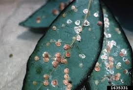 Attēlu rezultāti vaicājumam “Cribraria piriformis macro”