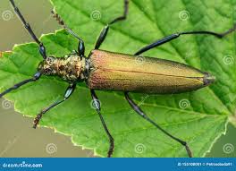 Attēlu rezultāti vaicājumam “Aromia moschata”