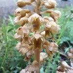 Attēlu rezultāti vaicājumam “Neottia nidus-avis fruit”