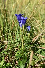 Attēlu rezultāti vaicājumam “Gentiana pneumonanthe leaf”
