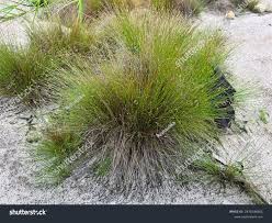 Attēlu rezultāti vaicājumam “Schoenus ferrugineus fruit”