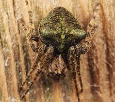 Attēlu rezultāti vaicājumam “Gibbaranea gibbosa”