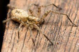 Attēlu rezultāti vaicājumam “Anyphaena accentuata”