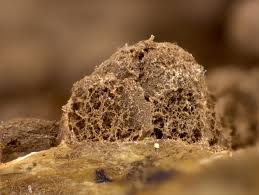 Attēlu rezultāti vaicājumam “Dianema depressum spores”