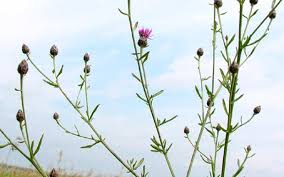 Attēlu rezultāti vaicājumam “Centaurea stoebe bud”