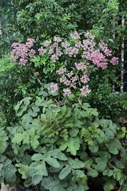 Image result for Heracleum sphondylium