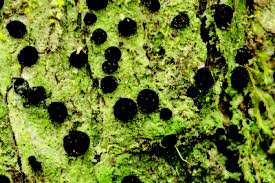 Attēlu rezultāti vaicājumam “Megalaria grossa”