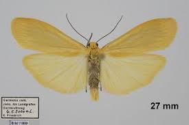 Attēlu rezultāti vaicājumam “Eilema sororcula”