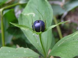 Attēlu rezultāti vaicājumam “Paris quadrifolia bud”