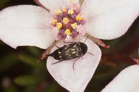 Attēlu rezultāti vaicājumam “Mordella sp.”