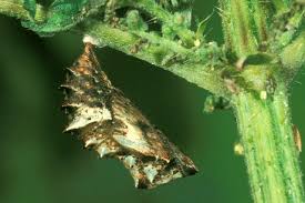 Attēlu rezultāti vaicājumam “Araschnia levana larva”