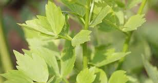 Image result for Liebstöckel