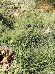 Attēlu rezultāti vaicājumam “Stuckenia pectinata leaf”