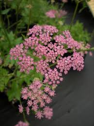 Image result for Pimpinella major