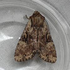 Attēlu rezultāti vaicājumam “Apamea epomidion”