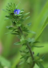 Attēlu rezultāti vaicājumam “Veronica arvensis flower”