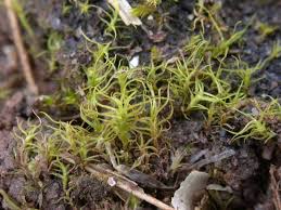 Attēlu rezultāti vaicājumam “Leptobryum pyriforme sporophyte”