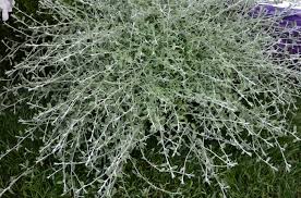 Image result for Helichrysum lindleyii