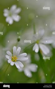 Attēlu rezultāti vaicājumam “Stellaria nemorum flower”