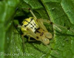 Attēlu rezultāti vaicājumam “Phylloneta sp.”