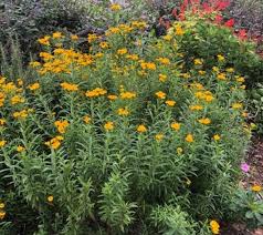 Image result for selvatici tehron