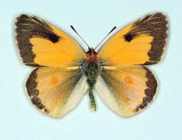 Attēlu rezultāti vaicājumam “Colias croceus underside”