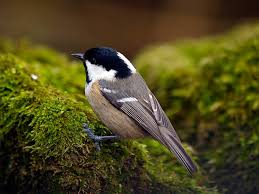 Attēlu rezultāti vaicājumam “Periparus ater”