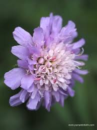 Image result for Knautia arvensis