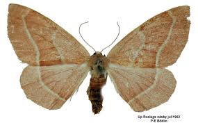 Attēlu rezultāti vaicājumam “Hylaea fasciaria”