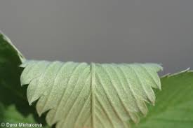 Attēlu rezultāti vaicājumam “Fragaria viridis leaf”