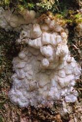 Attēlu rezultāti vaicājumam “Antrodia albida”